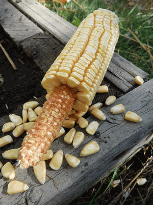 Pencil Cob Corn - beyond organic seeds