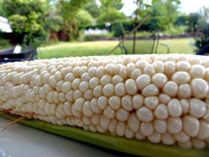 Country Gentleman White Corn - beyond organic seeds