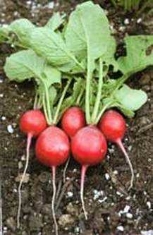 Crimson Red Radish - beyond organic seeds