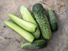 Chicago pickling cucumber