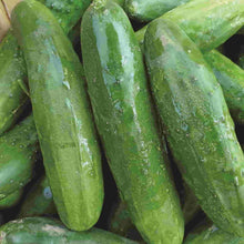 Poinsett 76 Heirloom Cucumber - beyond organic seeds