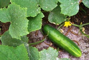Long Green Improved Heirloom Cucumber - beyond organic seeds
