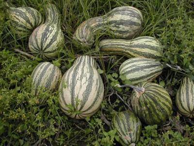 Cushaw Green Stripe Winter Squash - beyond organic seeds