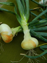 Borettana White Cipollini Onions - beyond organic seeds
