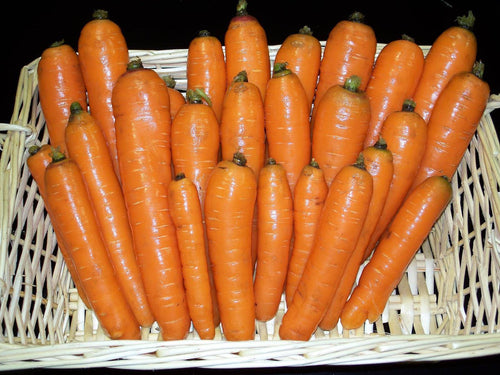 Danvers Carrot Heirloom - beyond organic seeds