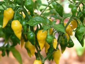Habenro pepper assortment - beyond organic seeds