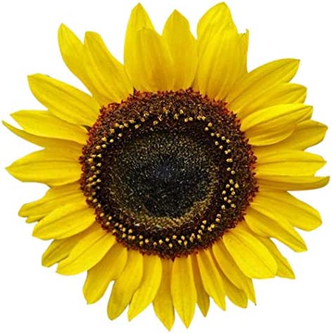 Domino sunflower