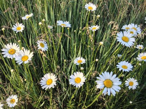 Dwarf shasta daisy - beyond organic seeds