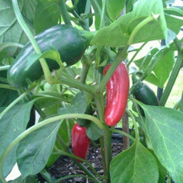 Jalapeno Early Heirloom Pepper - beyond organic seeds