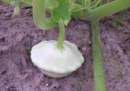 Early White Bush Patti pan - beyond organic seeds