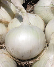 White grano onion