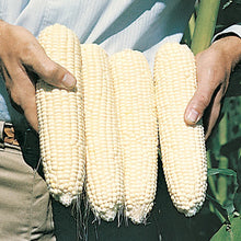 Eureka ensilage dent corn - beyond organic seeds