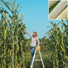 Eureka ensilage dent corn - beyond organic seeds