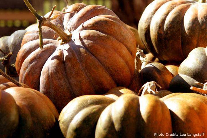 Fairytale Pumpkin - beyond organic seeds