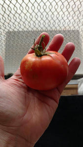 Floradade Heirloom Tomato - beyond organic seeds