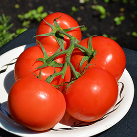 Independence day tomatoes