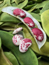Christmas lima beans - beyond organic seeds