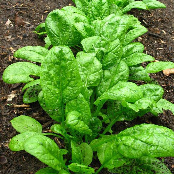 Giant Noble Spinach - beyond organic seeds
