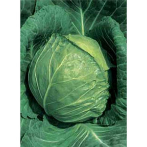 Glory of enkhuizer cabbage - beyond organic seeds