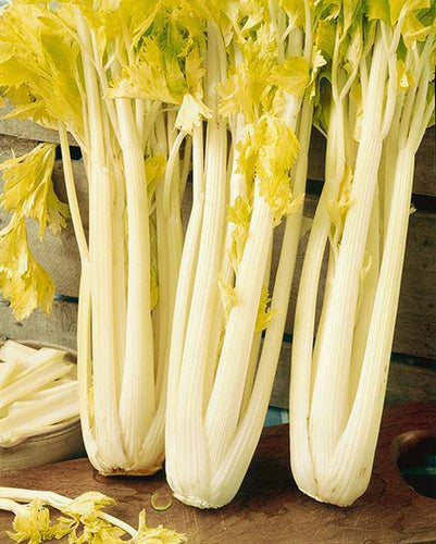 Golden Celery - beyond organic seeds