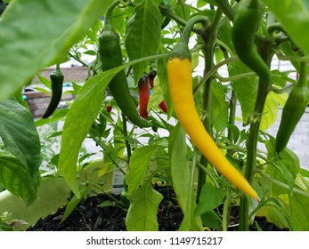 Golden cayenne pepper - beyond organic seeds