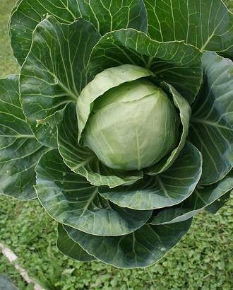 Golden Acre Cabbage - beyond organic seeds