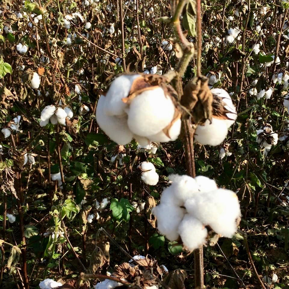 Upland cotton
