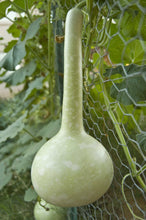 Dipper gourd - beyond organic seeds