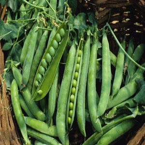 Green arrow peas