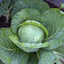 Green express mini cabbage - beyond organic seeds