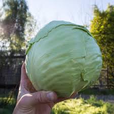 Green express mini cabbage - beyond organic seeds