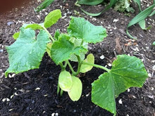Pickling cucucmber assortment - beyond organic seeds