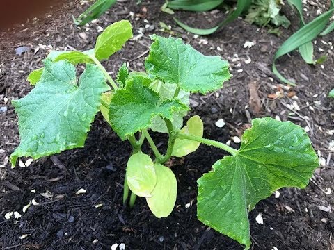 Pickling cucucmber assortment - beyond organic seeds
