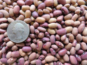 Pink half runner beans - beyond organic seeds