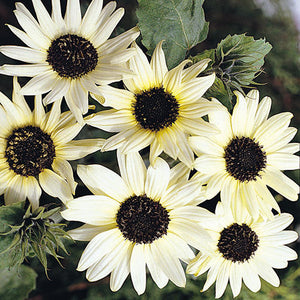 Italian white sunflower