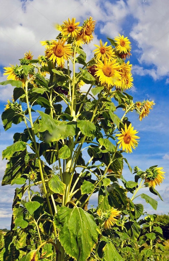 Wenry wilde sunflower