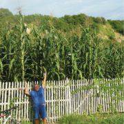 Giant White Corn Stalks - beyond organic seeds