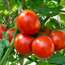 Homestead tomato