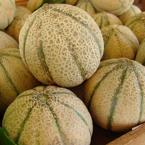 Honey Rock Melon (Green) - beyond organic seeds