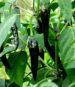 Black Hungarian Pepper - beyond organic seeds