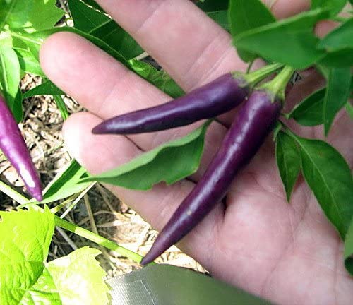 Purple cayenne pepper - beyond organic seeds