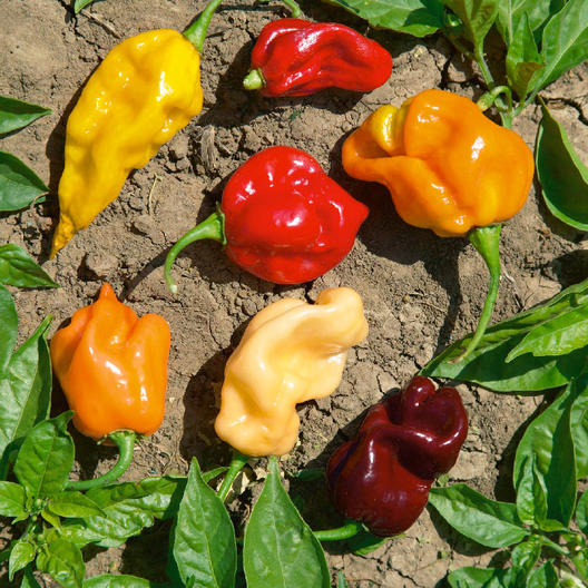 Caribbean hot pepper blend - beyond organic seeds