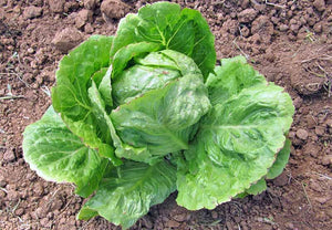 Garden center lettuce - beyond organic seeds