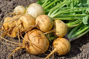 Turnip assortment - beyond organic seeds