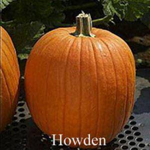 Howden Biggie Pumpkin - beyond organic seeds