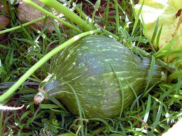 Baby Green Hubbard Winter Squash - beyond organic seeds