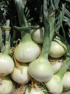 Walla Walla Sweet Onion - beyond organic seeds
