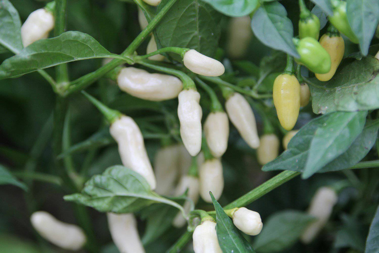 White Hot Habanero - beyond organic seeds