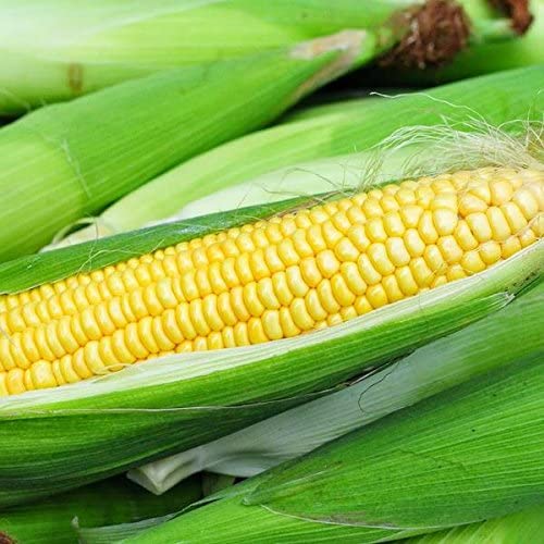 Iochief sweet corn