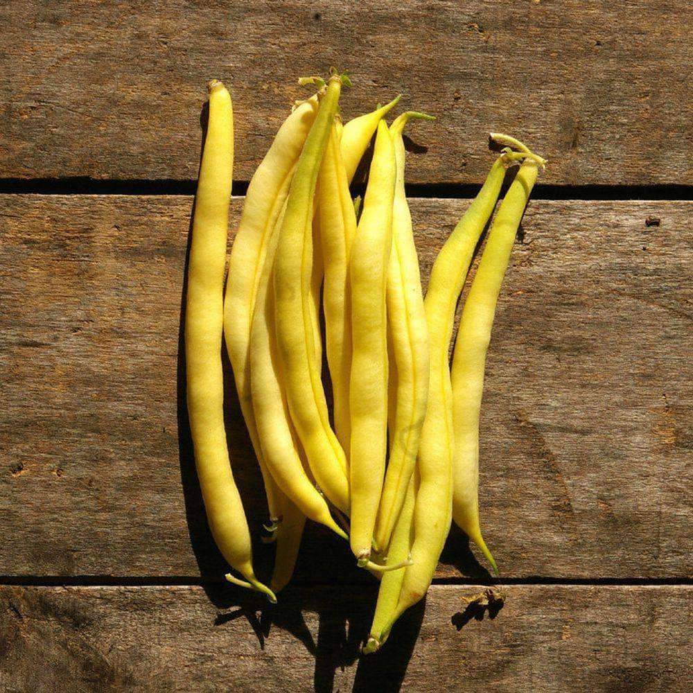 Yellow Wax Bean - beyond organic seeds